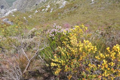 Spatalla nubicola, photographed by jillblignaut