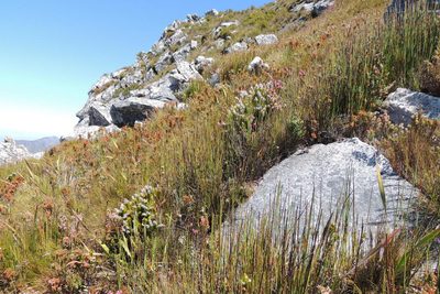 Spatalla nubicola, photographed by jillblignaut