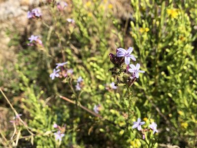 Plumbago europaea, photographed by Pavel Kacl