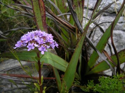 Pseudoselago langebergensis, photographed by jillblignaut