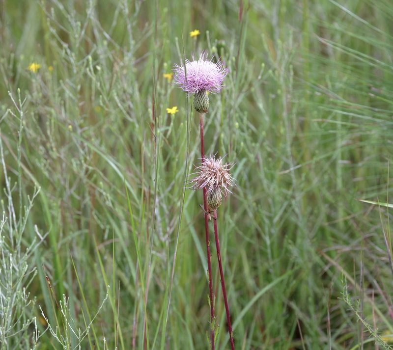 Cirsium lecontei, photographed by Lauren McLaurin