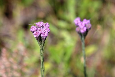 Carphephorus pseudoliatris, photographed by Lauren McLaurin