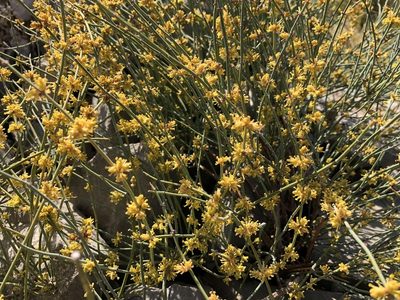 Ephedra foeminea, photographed by Pavel Kacl