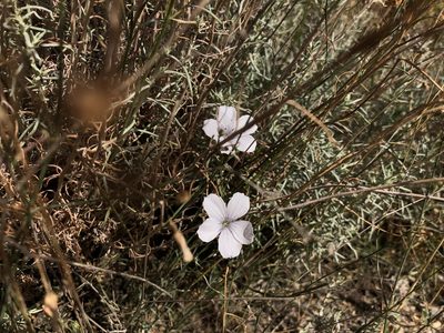 Linum tenuifolium, photographed by Pavel Kacl
