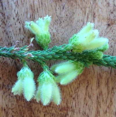 Erica sparrmannii, photographed by Dave U