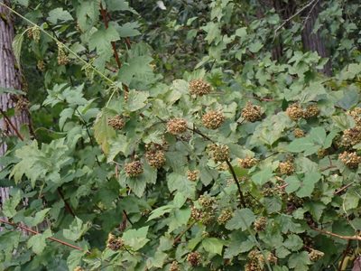 Physocarpus capitatus, photographed by giantcicada