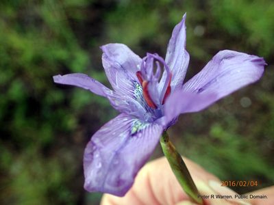 Moraea inclinata, photographed by Peter Warren