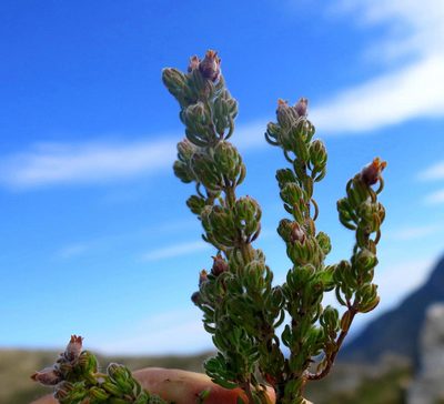 Erica oreotragus, photographed by Di Turner