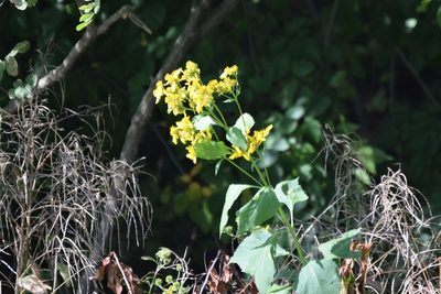 Verbesina occidentalis, photographed by Robert Harris