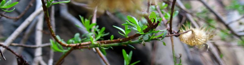 Pentatrichia integra, photographed by Di Turner