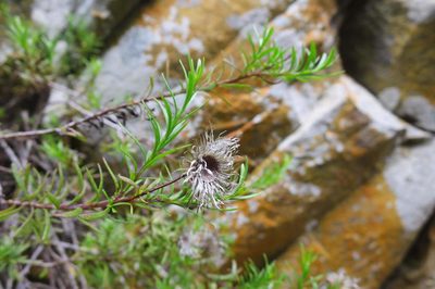 Pentatrichia integra, photographed by Di Turner