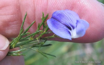Psoralea rhizotoma, photographed by Peter Warren