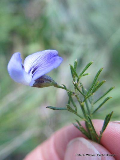 Psoralea rhizotoma, photographed by Peter Warren