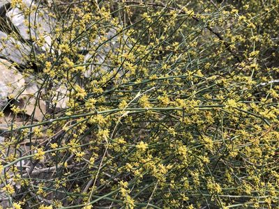 Ephedra foeminea, photographed by Pavel Kacl