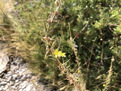 Lactuca viminea, photographed by Pavel Kacl