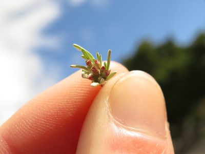 Gnaphalium pauciflorum, photographed by Jeremy Gilmore