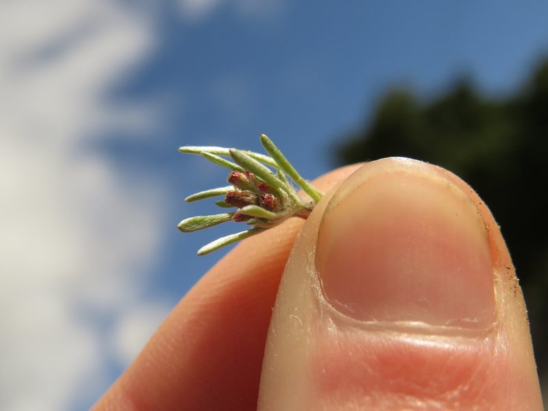 Gnaphalium pauciflorum, photographed by Jeremy Gilmore