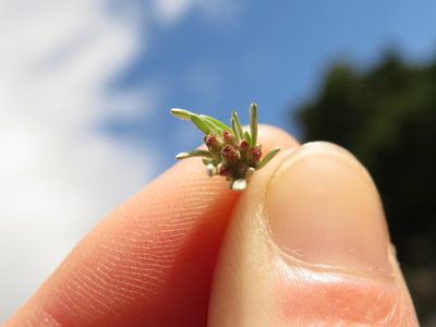 Gnaphalium pauciflorum, photographed by Jeremy Gilmore