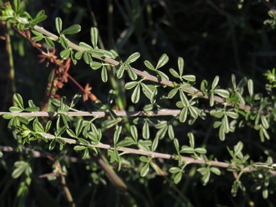 Wiborgia obcordata, photographed by Jeremy Gilmore
