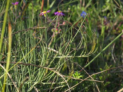 Lebeckia contaminata, photographed by Jeremy Gilmore