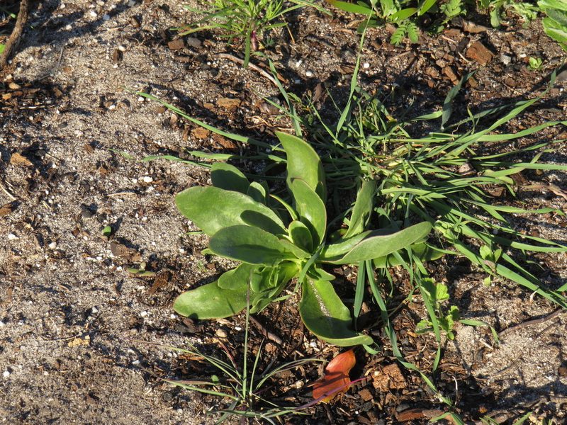 Skiatophytum tripolium, photographed by Jeremy Gilmore