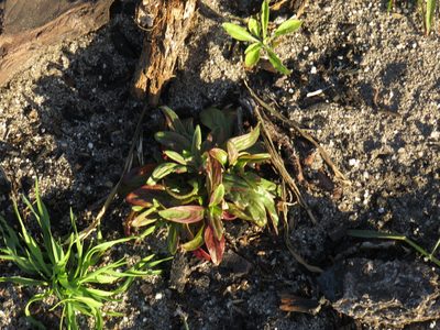 Epilobium tetragonum, photographed by Jeremy Gilmore