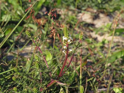Hebenstretia repens, photographed by Jeremy Gilmore