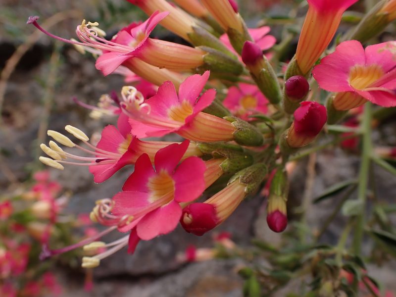 Cantua cuzcoensis, photographed by Skjold Søndergaard
