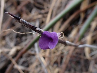 Tillandsia paleacea, photographed by Skjold Søndergaard