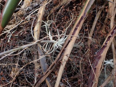 Tillandsia paleacea, photographed by Skjold Søndergaard