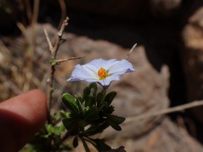 Lycianthes lycioides, photographed by Skjold Søndergaard