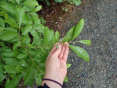 Salix scouleriana, photographed by Ellyne Geurts