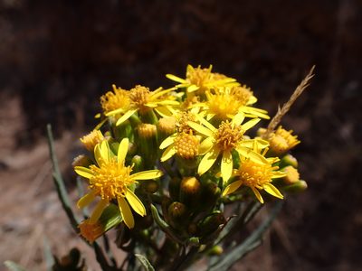Senecio rudbeckiifolius, photographed by Skjold Søndergaard