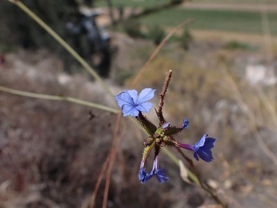 Plumbago caerulea, photographed by Skjold Søndergaard