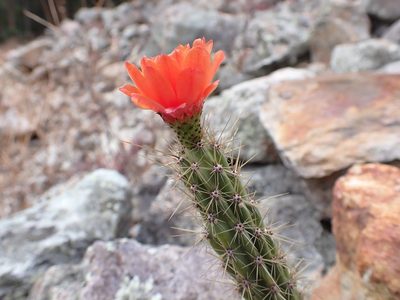 Corryocactus erectus, photographed by Skjold Søndergaard
