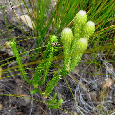 Phylica tortuosa, photographed by Di Turner