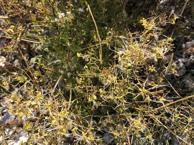 Clematis flammula, photographed by Pavel Kacl