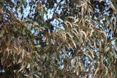 Eucalyptus gomphocephala, photographed by Tony Rebelo