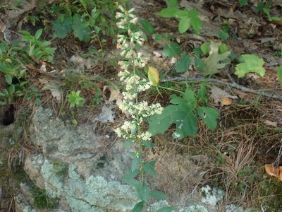 Solidago bicolor, photographed by Lynn Harper