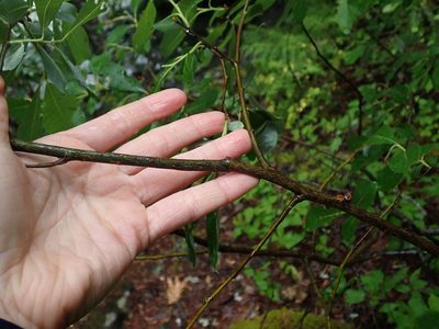 Salix scouleriana, photographed by Ellyne Geurts