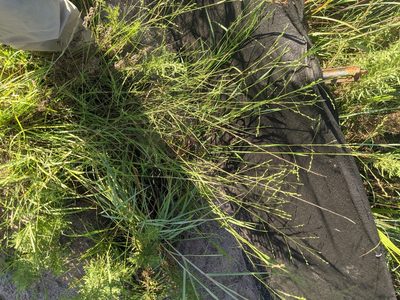 Kellochloa brachyantha, photographed by Cleveland Powell