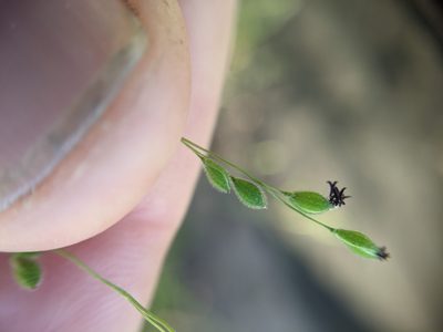 Kellochloa brachyantha, photographed by Cleveland Powell