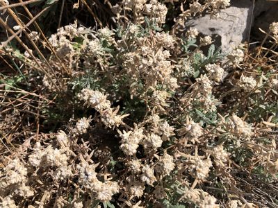 Teucrium capitatum, photographed by Pavel Kacl