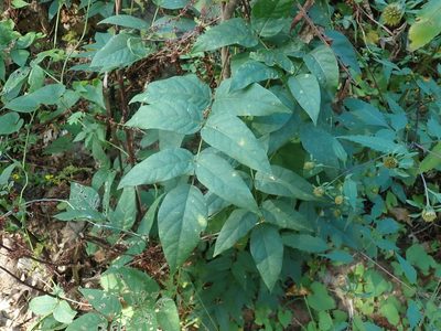 Apios americana, photographed by Lynn Harper
