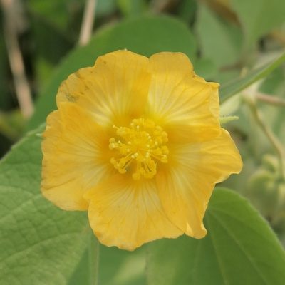 Gaya meridionalis, photographed by Kozue Kawakami