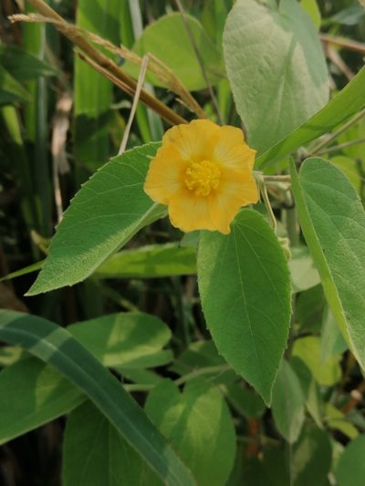 Gaya meridionalis, photographed by Kozue Kawakami