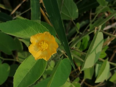 Gaya meridionalis, photographed by Kozue Kawakami