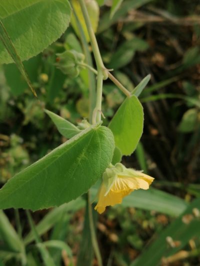 Gaya meridionalis, photographed by Kozue Kawakami