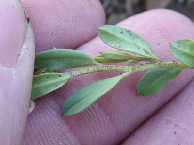 Polygala gerrardii, photographed by Andrew Hankey
