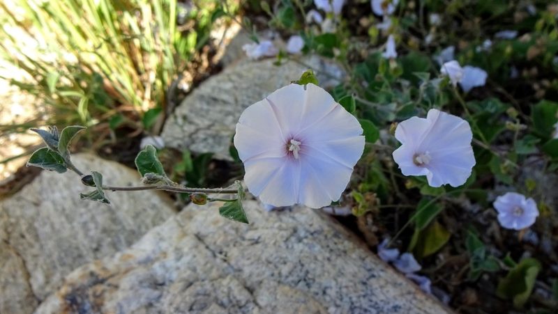 Jacquemontia pringlei, photographed by Andrew Tree